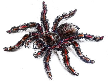 Tetovaa tarantule