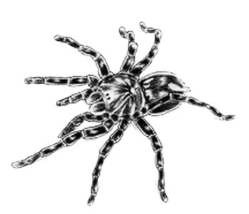 Tetovaa tarantule